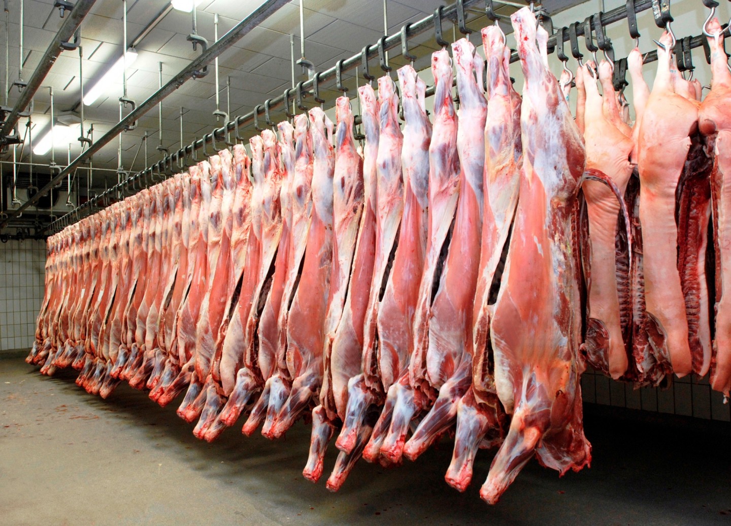 Pig carcasses in a slaughterhouse